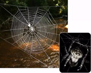 Darwin’s bark spider